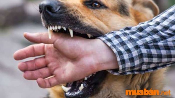 Mơ thấy chó cắn vào tay