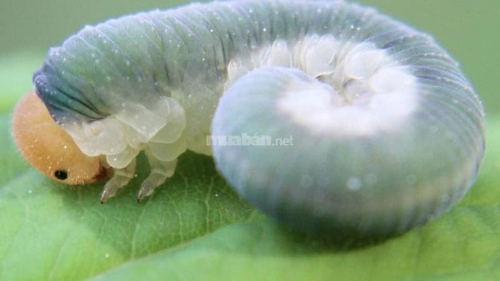 Giải mã chi tiết những giấc mơ về sâu bọ, côn trùng