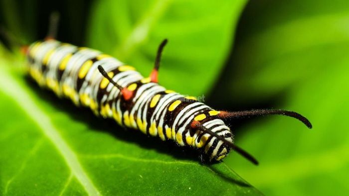 Giấc mơ thấy sâu bọ, côn trùng mang ý nghĩa gì?