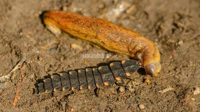 Giải mã chi tiết về những giấc mơ thấy sâu bọ, côn trùng