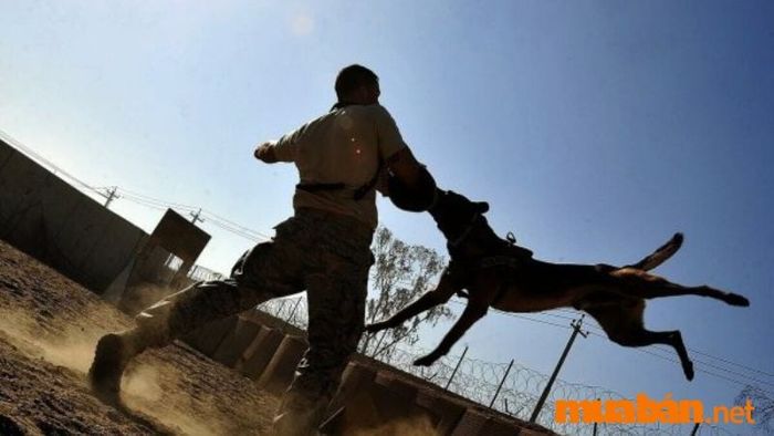 Mơ thấy bị chó cắn