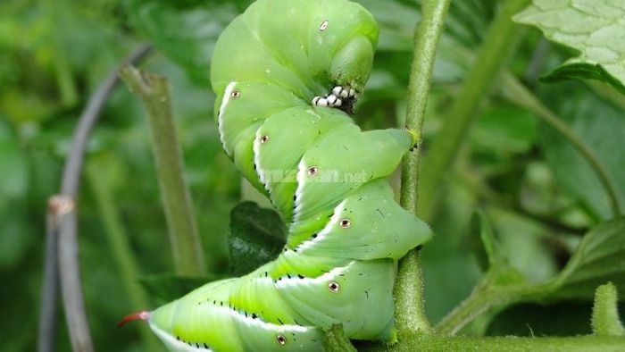 Giải mã chi tiết những giấc mơ về sâu bọ, côn trùng