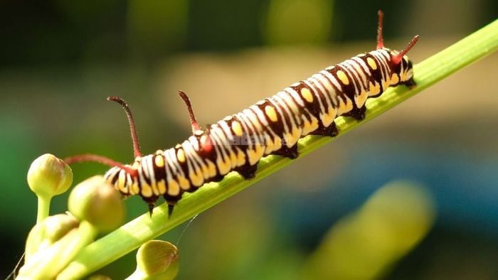 Giải mã chi tiết về những giấc mơ thấy sâu bọ, côn trùng