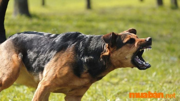 Nằm mơ thấy chó rượt đuổi và bạn đang chạy trốn