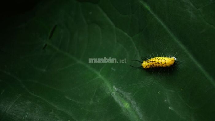 Giải mã chi tiết về những giấc mơ thấy sâu bọ, côn trùng