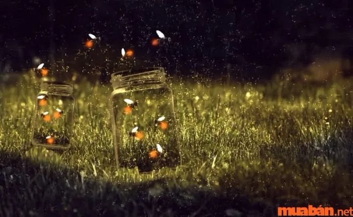 đom đóm bay vào nhà
