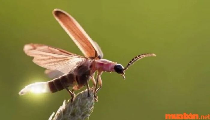 Đom đóm bay vào nhà