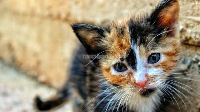 Mèo tam thể tại Mỹ được coi là loài vật mang lại sự may mắn