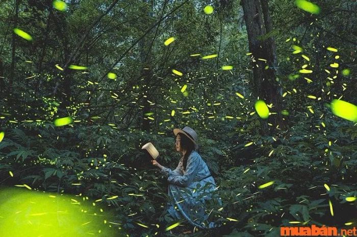 Đom đóm bay vào nhà