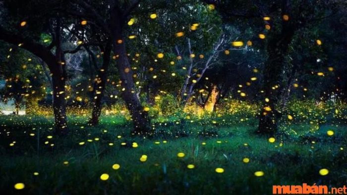 Đom đóm bay vào nhà