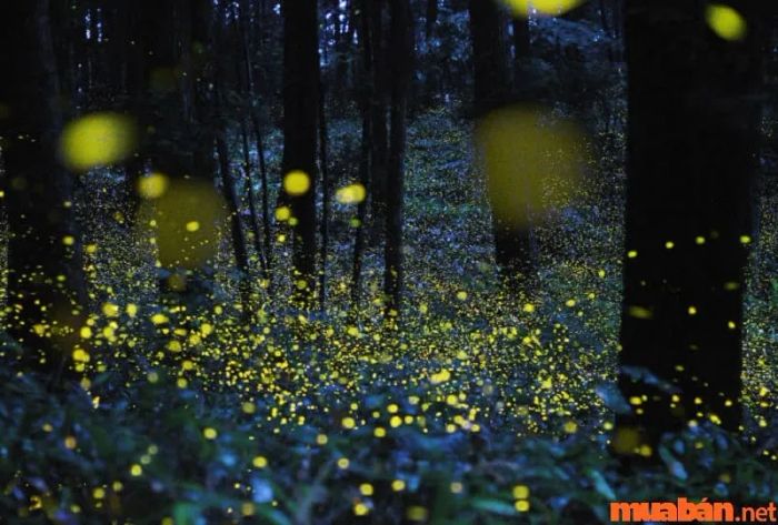 Đom đóm bay vào nhà