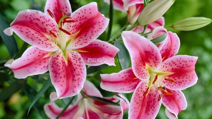 Những loài hoa thích hợp để cúng vào dịp đầy tháng cho bé trai