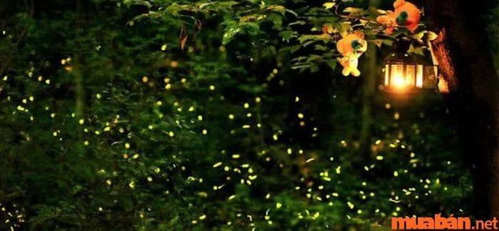 Đom đóm bay vào nhà