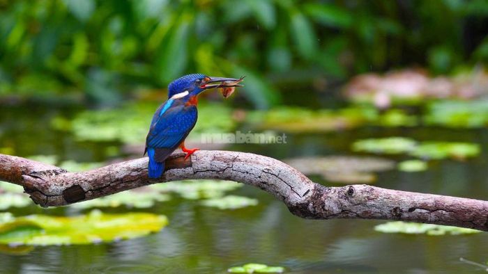 Điềm báo gì khi chim Bói cá bay vào nhà?