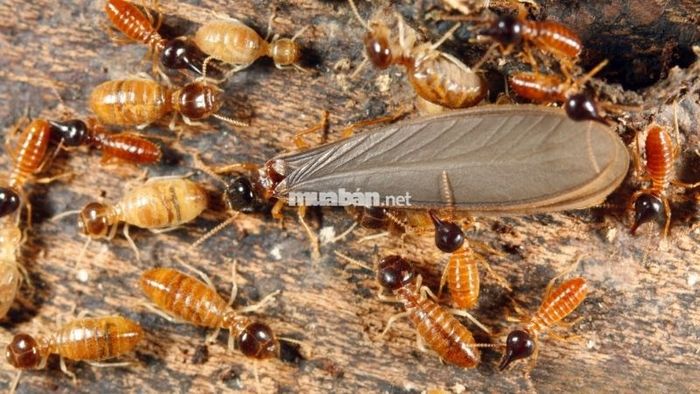 Mối bay vào nhà là điềm báo gì?