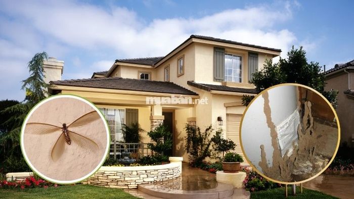 Mối bay vào nhà là điềm gì? Hướng dẫn cách xử lý khi mối cánh vào trong nhà