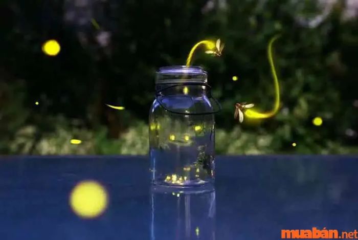 Đom đóm bay vào nhà