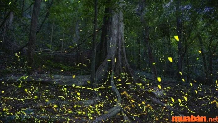 Đom đóm bay vào nhà