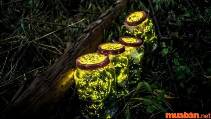 Đom đóm bay vào nhà