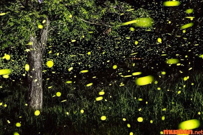 Đom đóm bay vào trong nhà