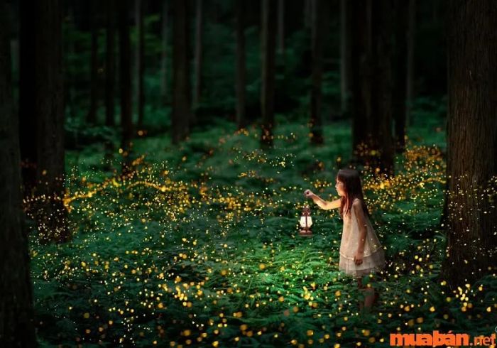 Đom đóm bay vào nhà