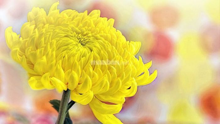 Những loài hoa thích hợp để cúng vào dịp đầy tháng cho bé trai