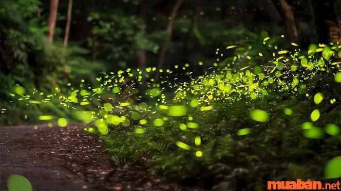 Đom đóm bay vào nhà