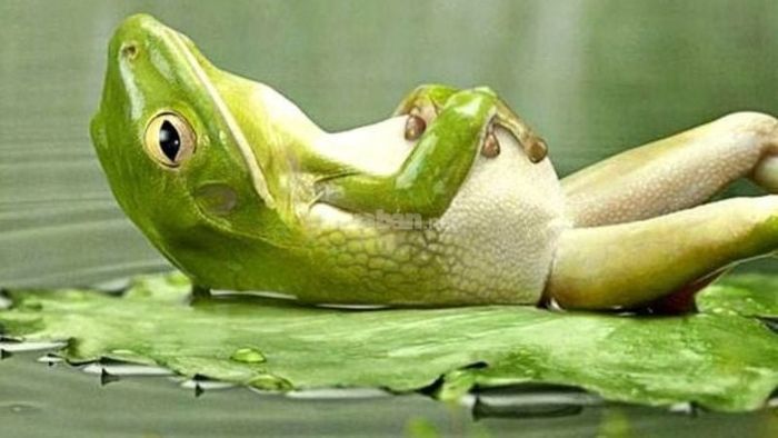 Ý nghĩa theo thời gian ếch vào nhà