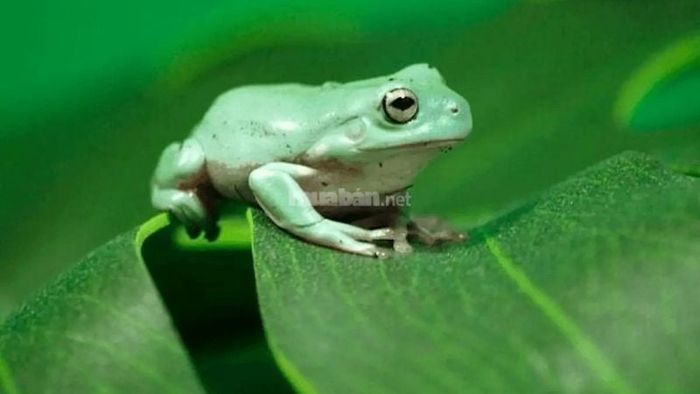 Ếch vào nhà mang điềm báo gì?