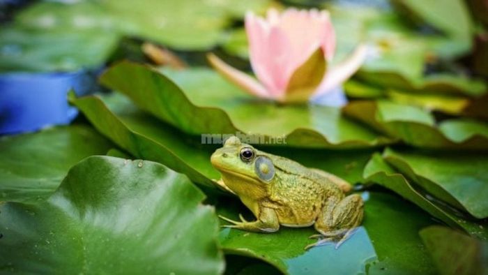 Cách xử lý khi ếch vào nhà