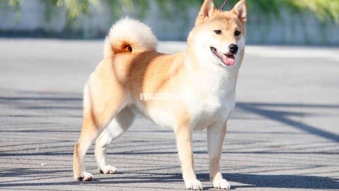 Giấc mơ thấy chó vàng