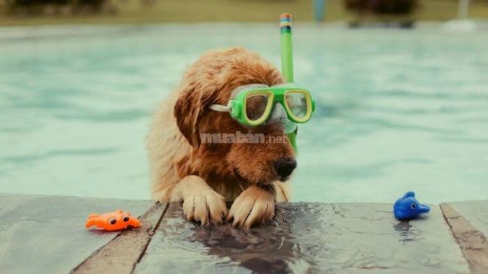 Mộng thấy chó con bơi dưới nước là một hình ảnh tượng trưng cho quá trình giải tỏa cảm xúc và làm mới tâm hồn. Giấc mơ này còn báo hiệu sự tái sinh, mở ra một chương mới trong cuộc sống với cảm giác nhẹ nhàng và sảng khoái. Đây là thời điểm lý tưởng để bạn khám phá và thể hiện bản thân mình.