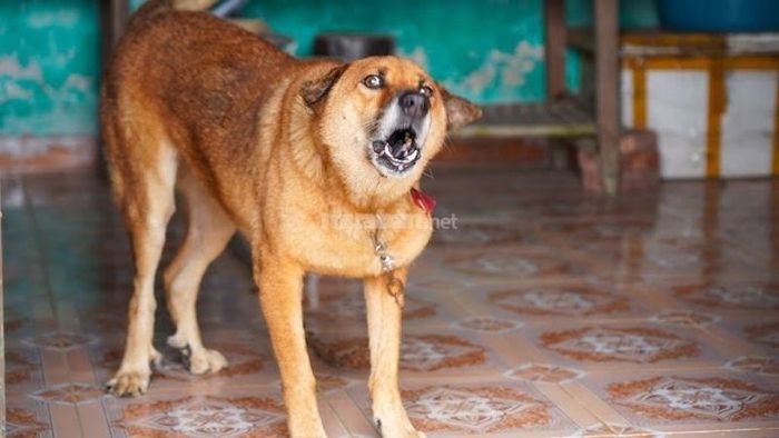 Nằm mơ thấy chó sủa là một dấu hiệu cảnh báo về tính cách của bạn