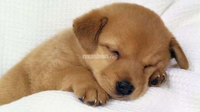 Mơ thấy chó con mới sinh