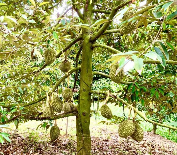 Top 5 vườn sầu riêng Cần Thơ, vừa thưởng thức sầu riêng vừa đắm chìm trong cảnh sắc miệt vườn 2