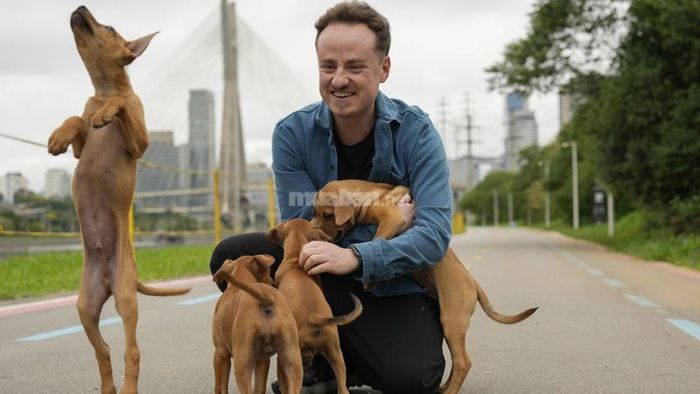 Mơ thấy bốn con chó