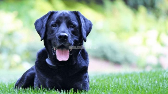 Mơ thấy chó đen