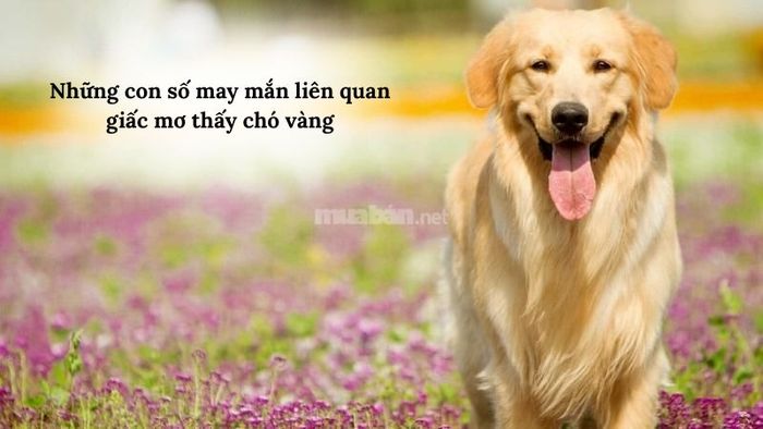 Danh sách những con số mang lại may mắn khi mơ thấy chó vàng