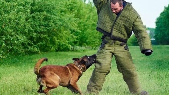 Mơ thấy chó cắn chân nhưng không bị chảy máu