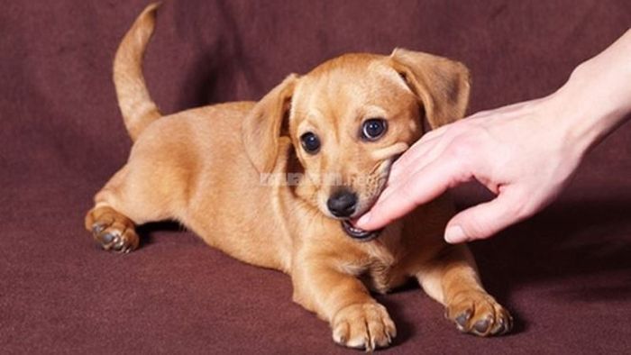 Nằm mơ thấy chó cắn