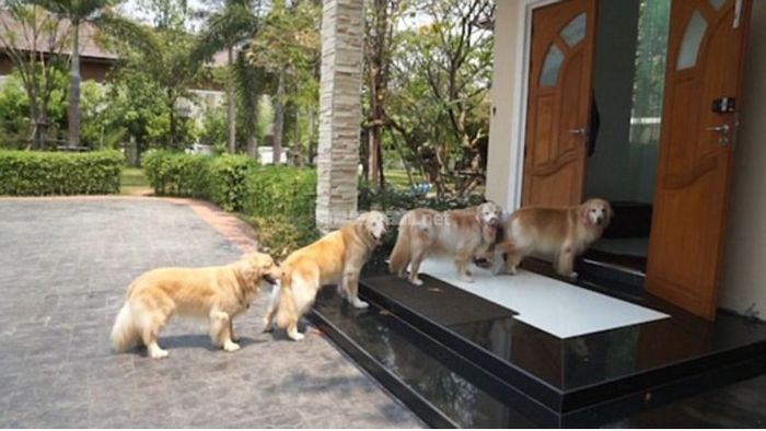 Giấc mơ thấy chó vào nhà là một điềm báo tốt lành