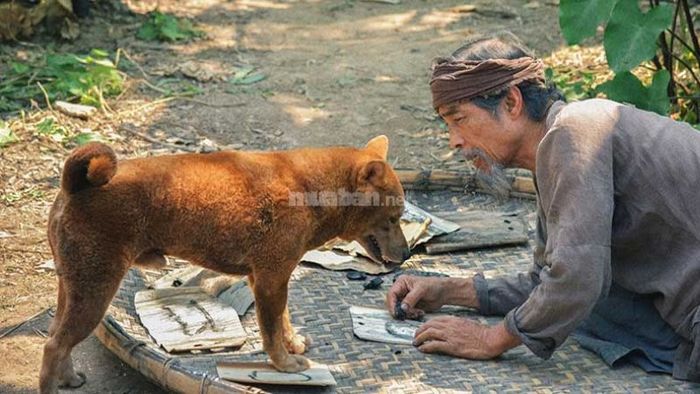 Mơ thấy mình nuôi chó