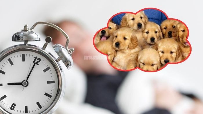 Giấc mơ thấy chó vàng là điềm báo tốt hay xấu?