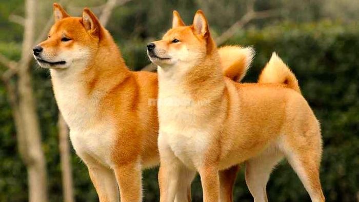 Giấc mơ thấy hai con chó