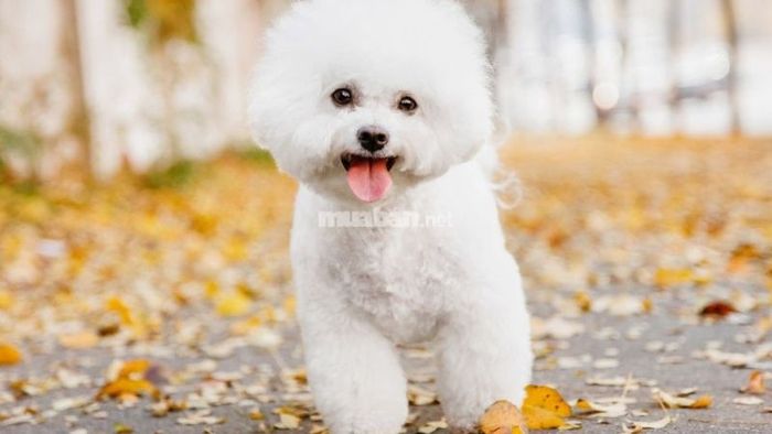 Chó trắng mang đến điềm báo tích cực