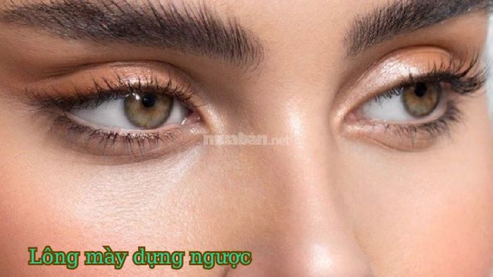 Khái niệm lông mày dựng ngược