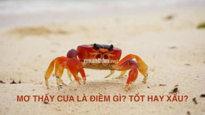 Giấc mơ về cua và những điều bạn cần biết