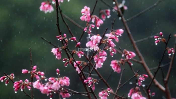 Giấc mơ về mưa phùn là dấu hiệu của một điềm may mắn sắp đến với bạn.