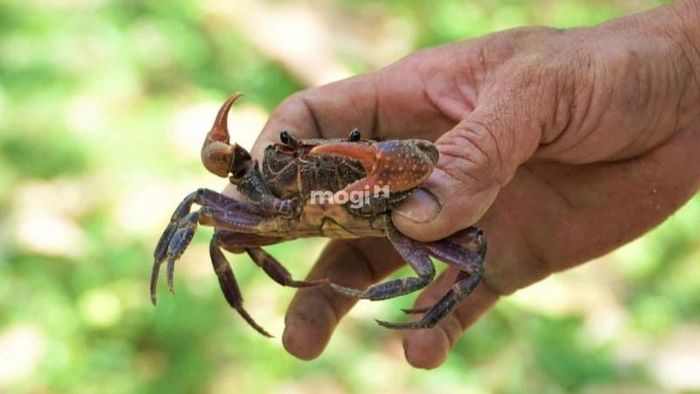 Hướng dẫn giải quyết khi cua bò vào nhà