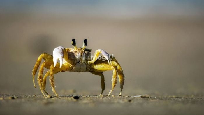 Cua bò vào nhà từ góc nhìn khoa học